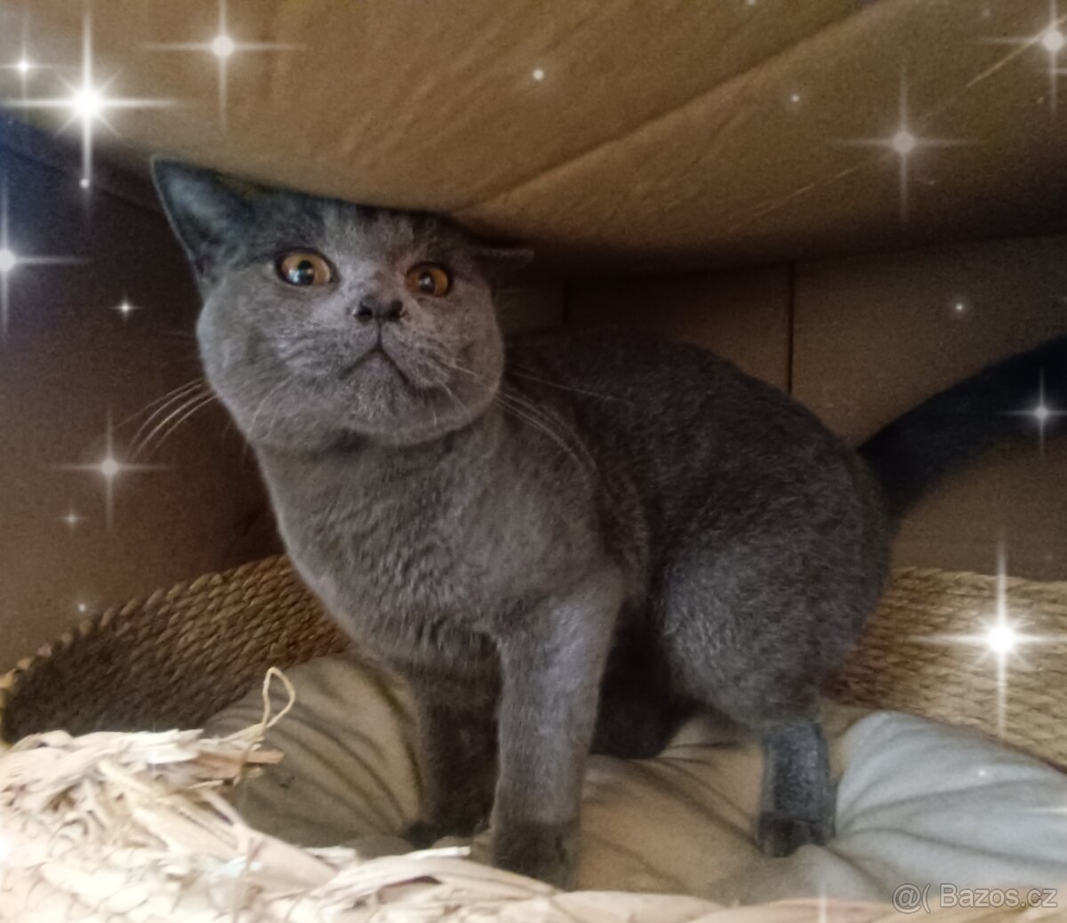 Britská modrá bez PP, - 2