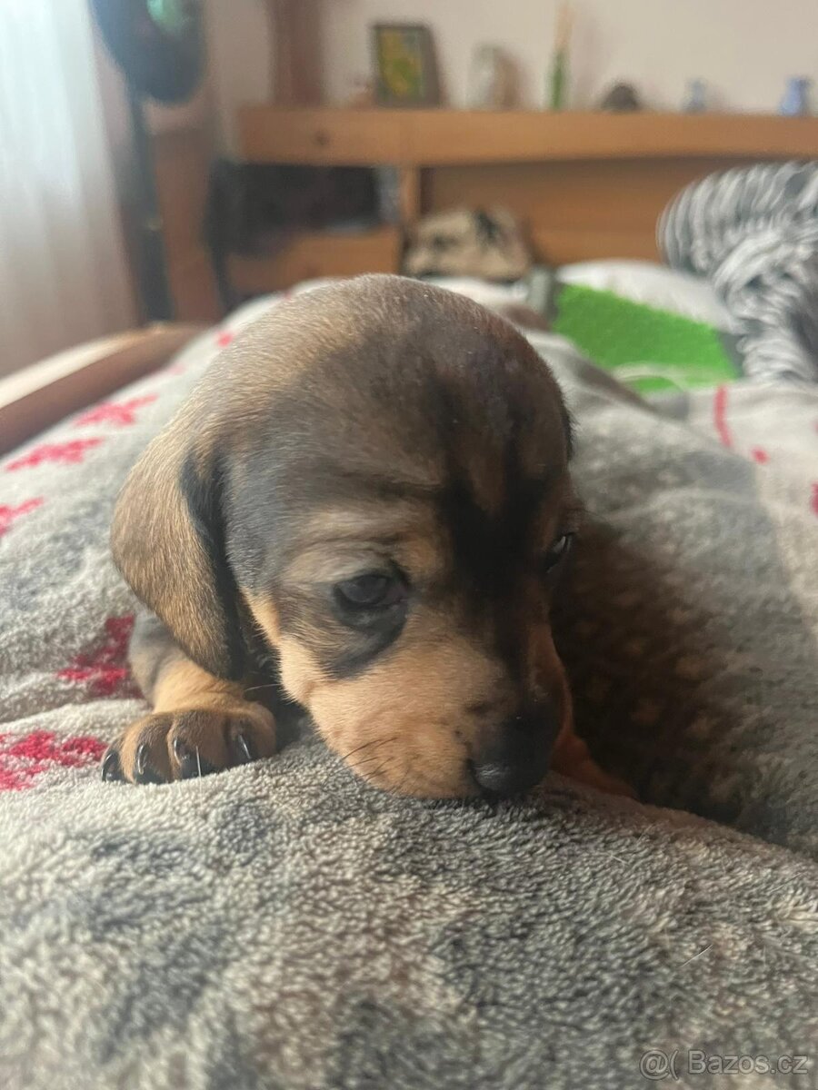 Jezevčík krátkosrstý - 2