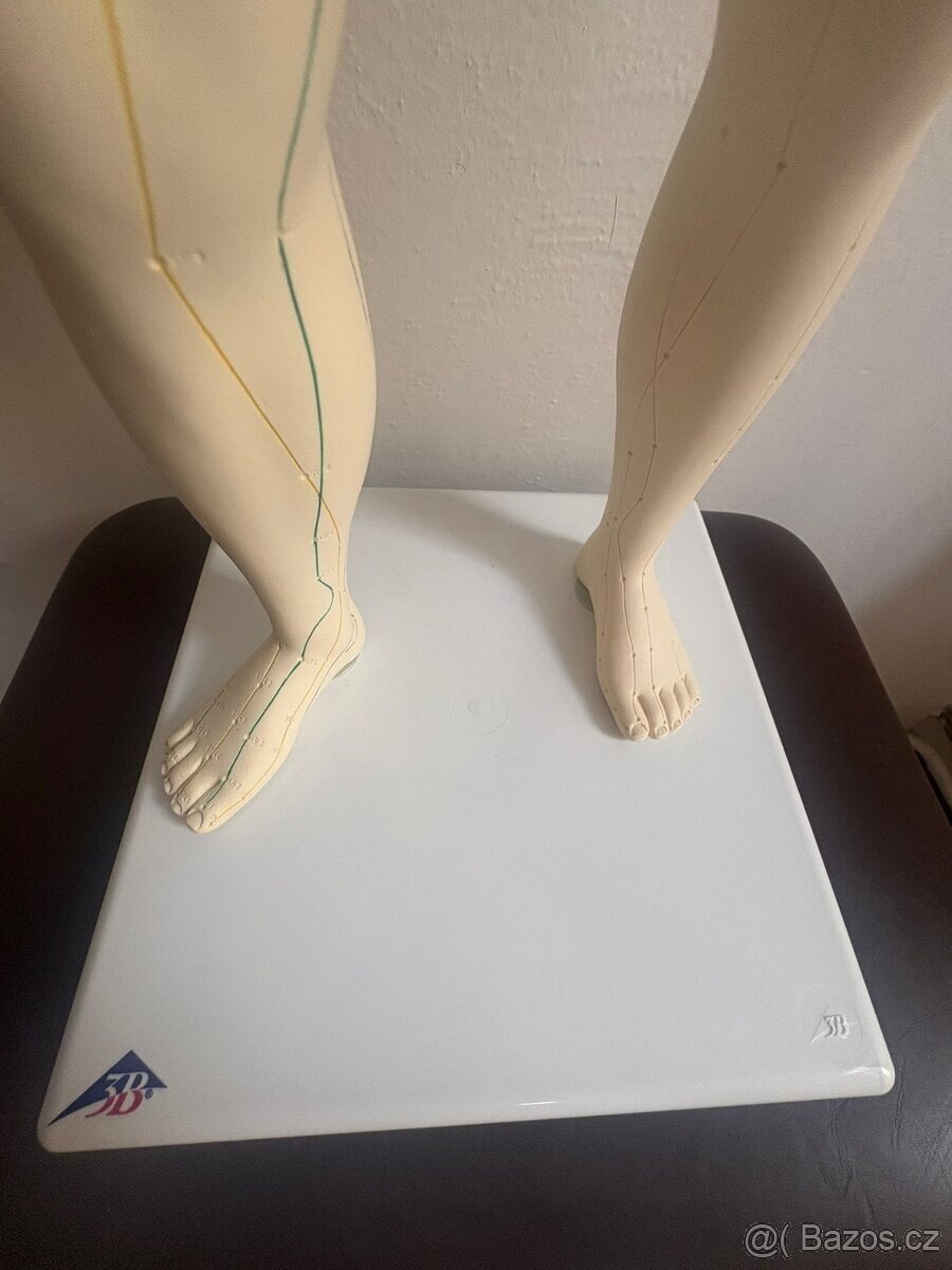 Figurína meridiánových drah (model muže) - 2