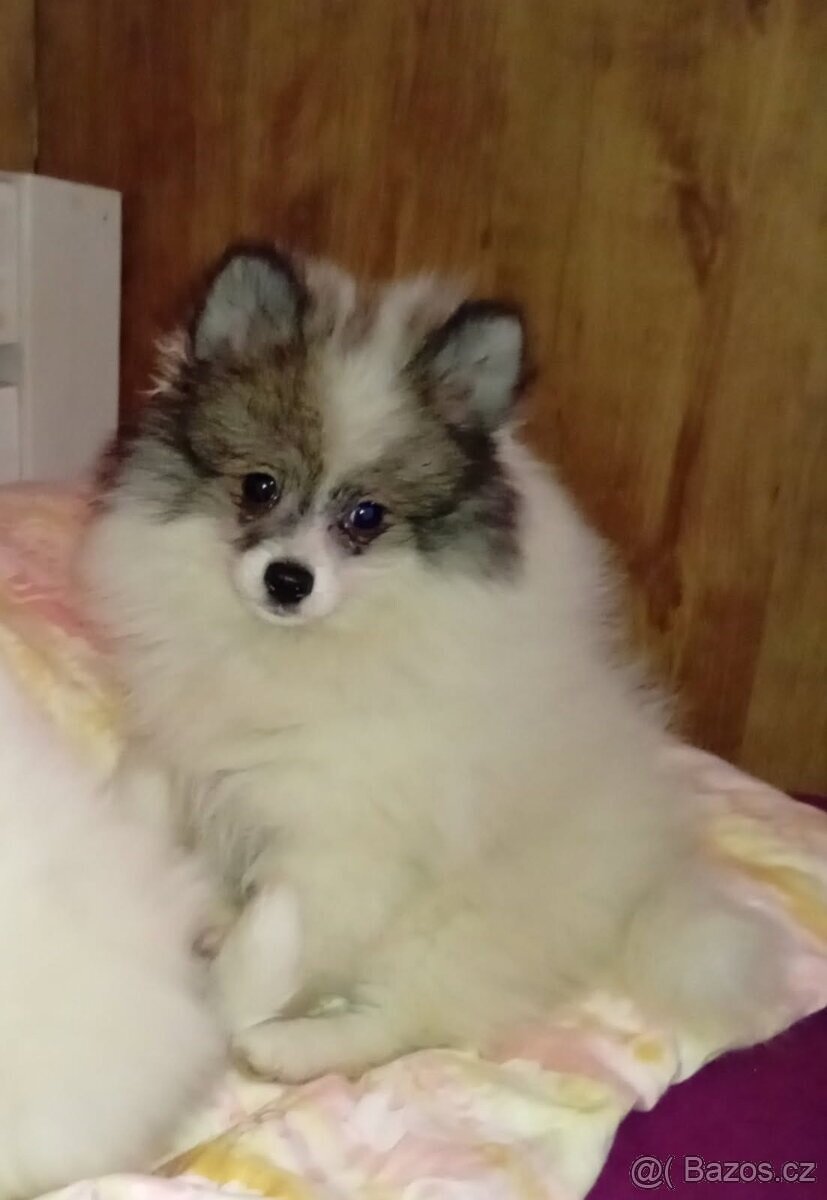 Pomeranian - 2