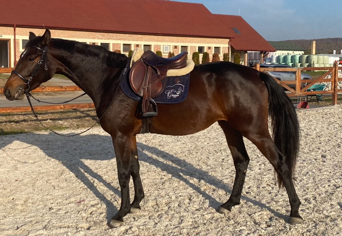 Oldenburská kobyla - 2