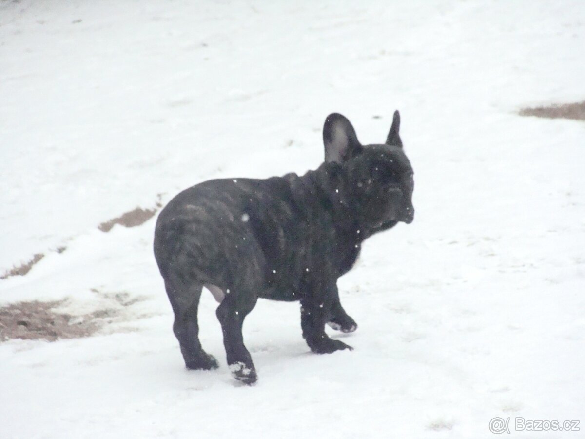 francouzský buldoček - 2