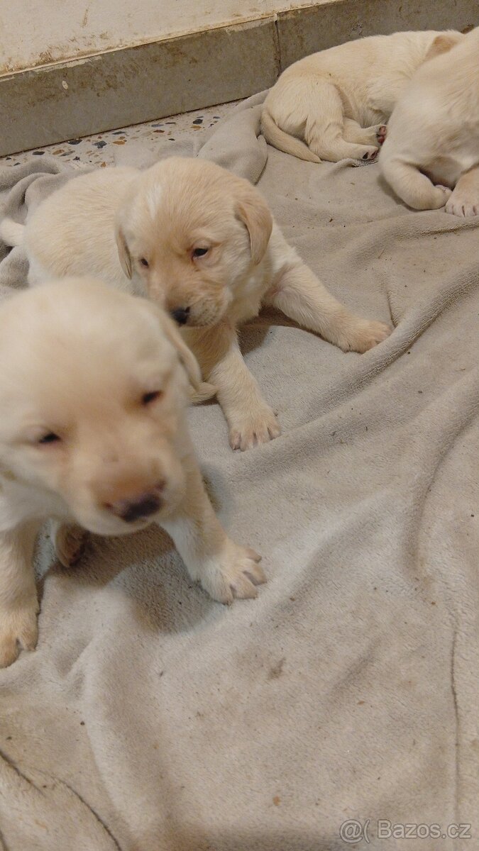 labradorský retrívr - 2