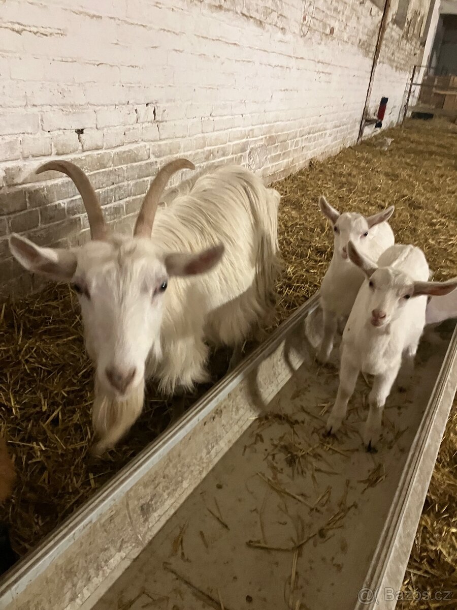 Koza s kůzletem - 2