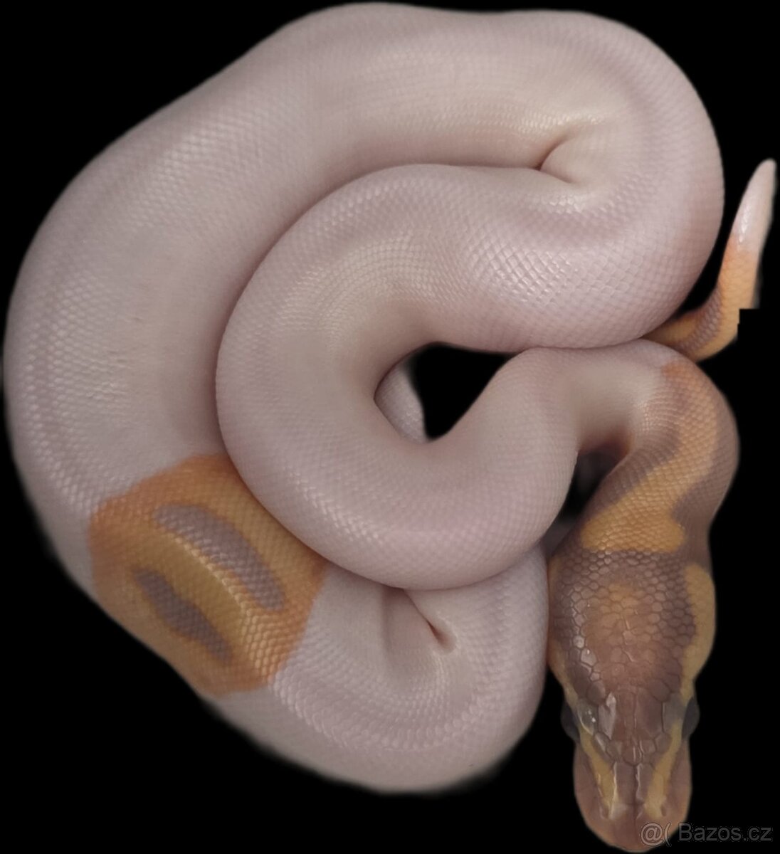 Python regius- krajta královská - 2