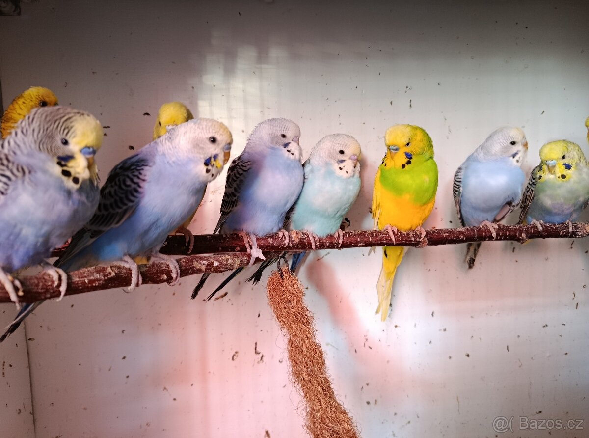 Andulka vlnkovaná - 2