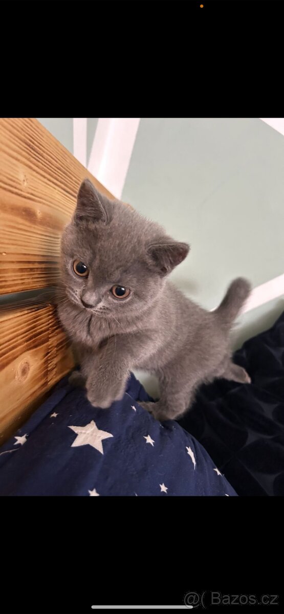 Britská kočka - 2