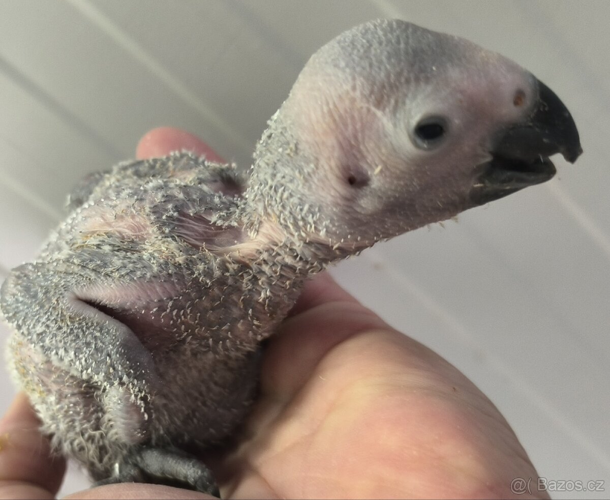 Žako Kongo mláďata na dokrmení - 2