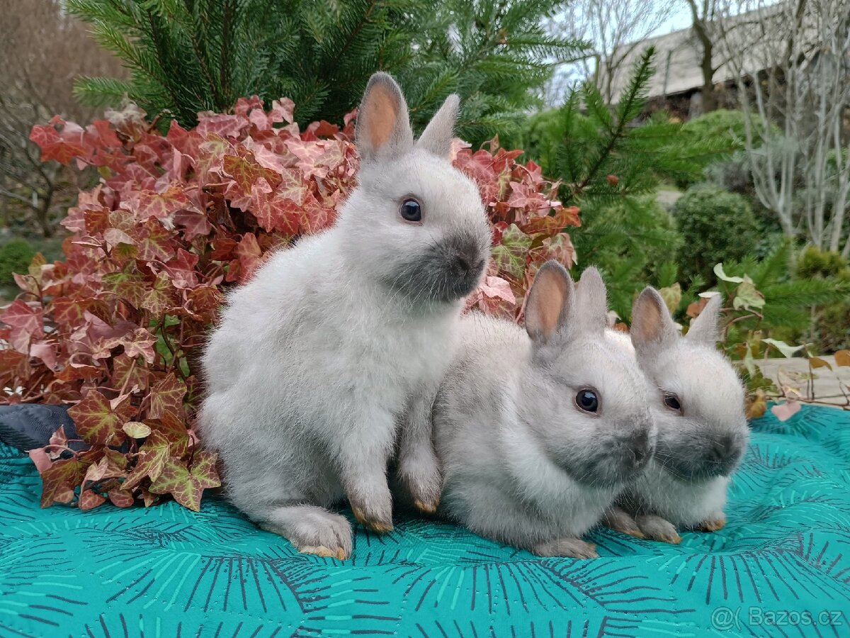 Zakrslý siamský žlutý miminka - 2