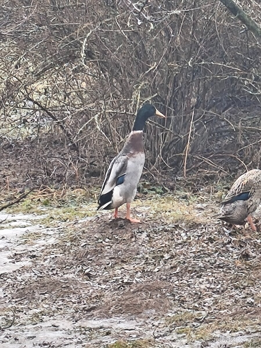 Indický běžec - 2