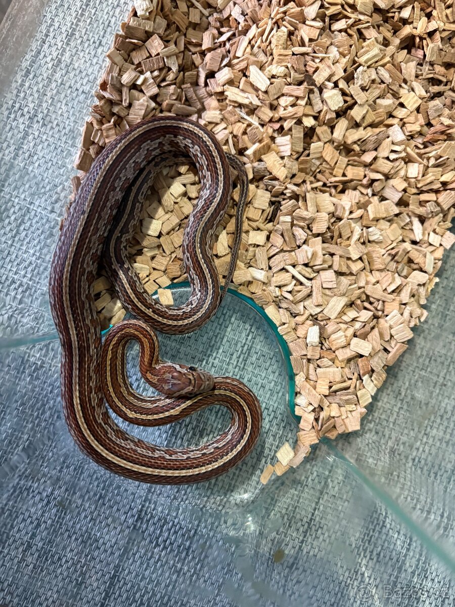 🐍 HAD - užovka - samec - 2