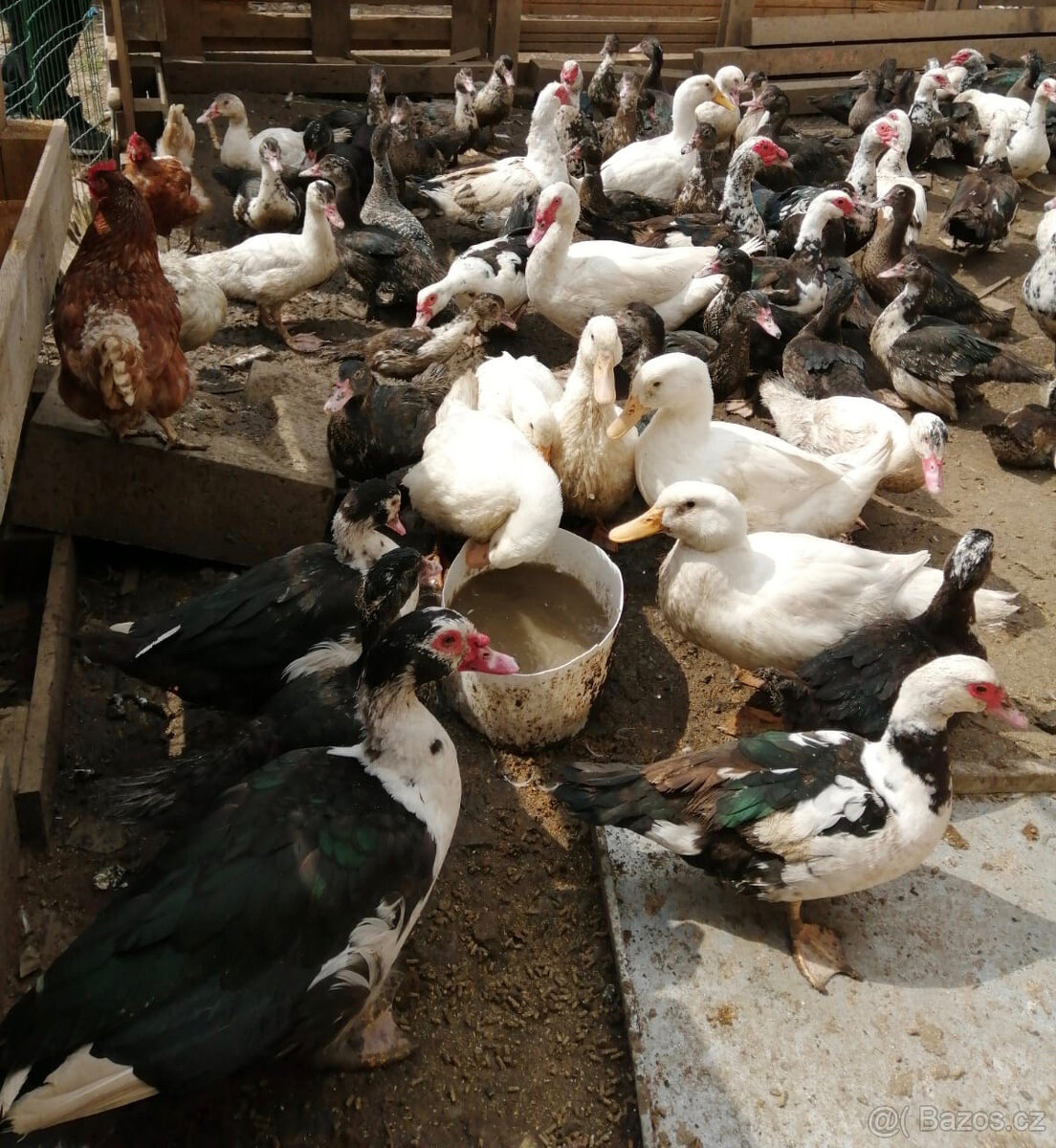 Kachny a kačery pižmovky - 2