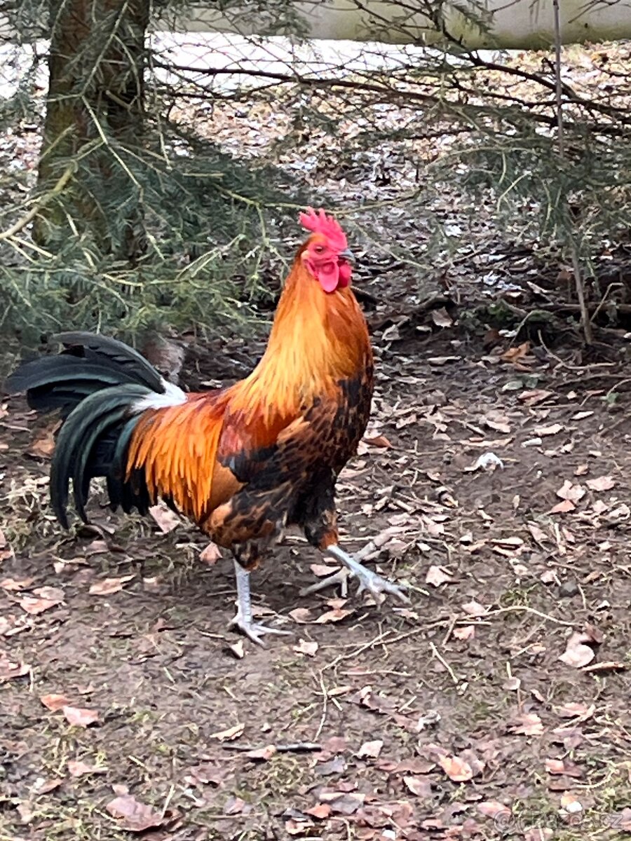 Česká zlatá kropenka, kohout - 2