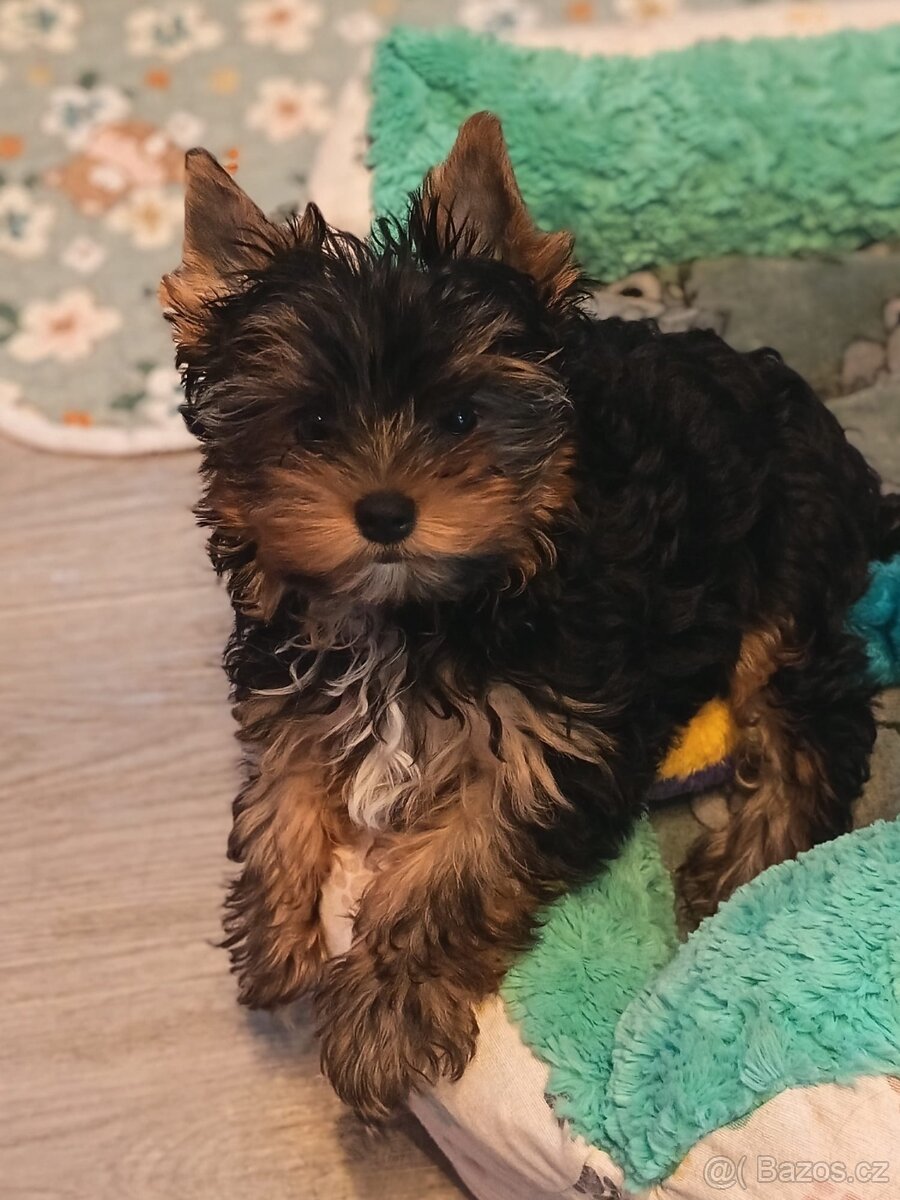 Jorkšírský teriér s PP - Spaltbiewer - 2