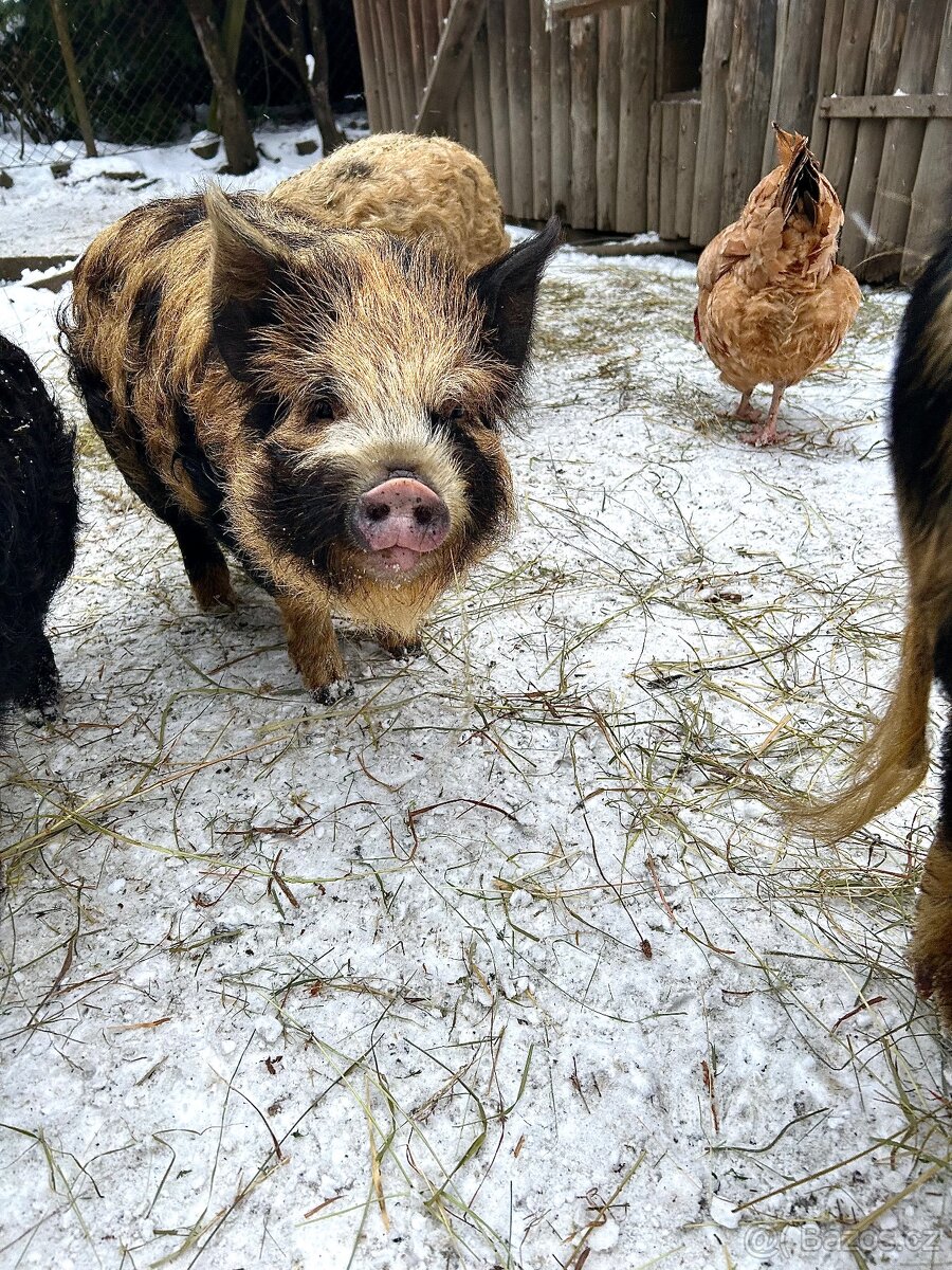 Kune kune na mazlíka - 2