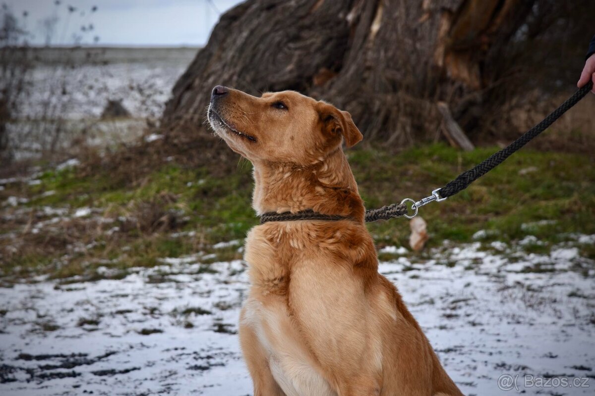 Bady, kříženec hledá domov - 2