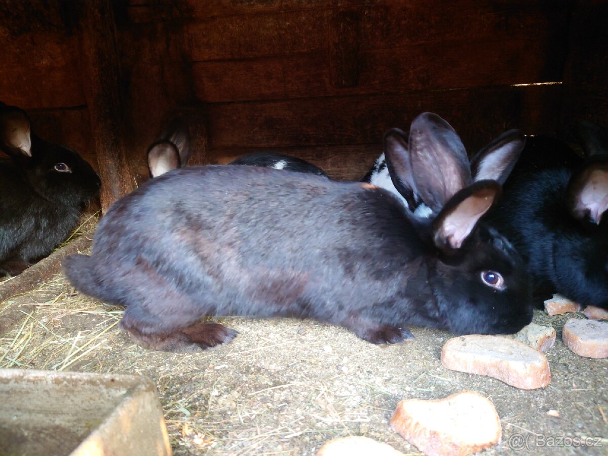 Prodam mladé samice - 2