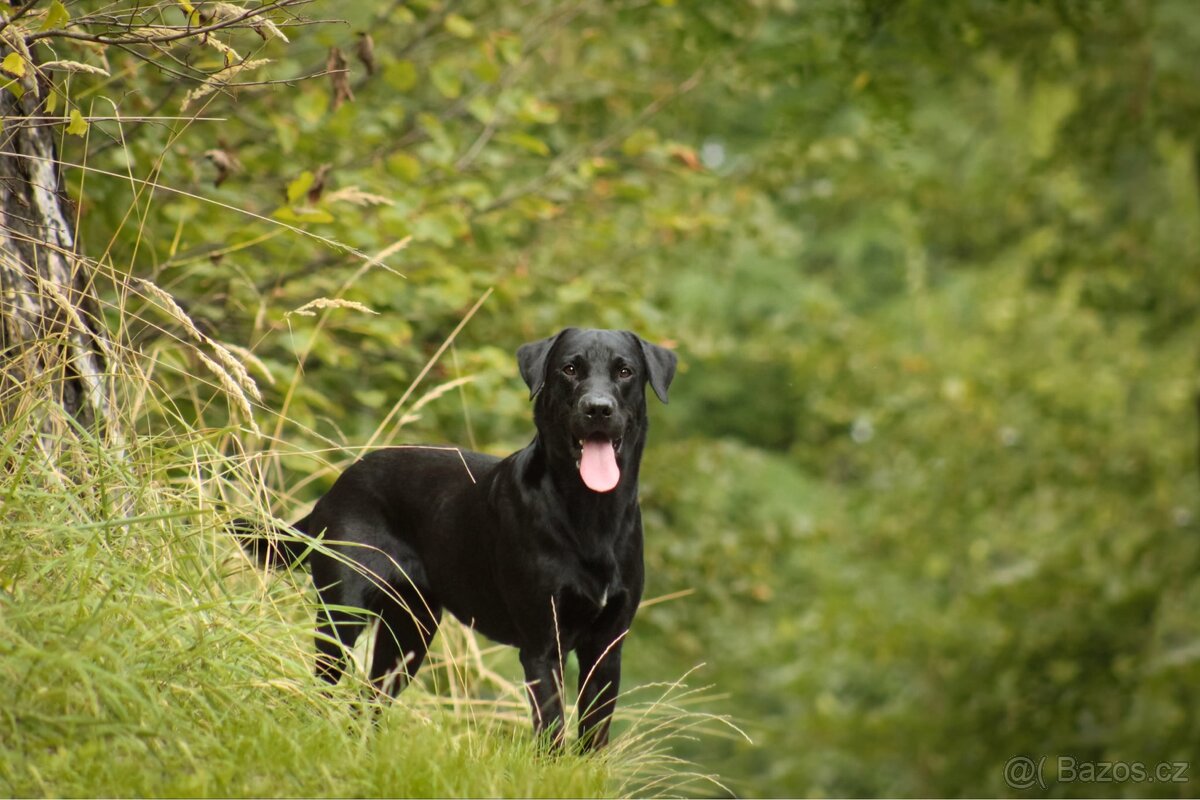 Hledám psí modely a modelky :) - 2