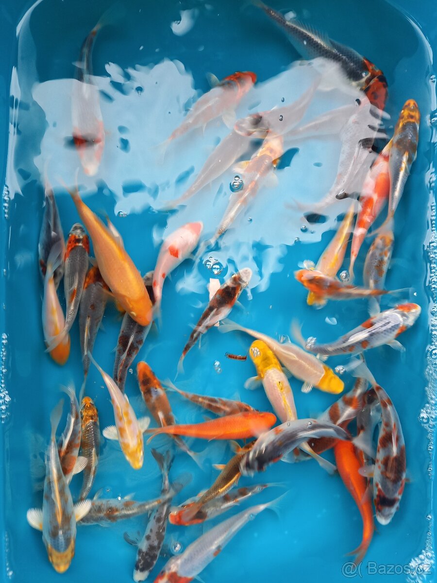 kapr koi - 2