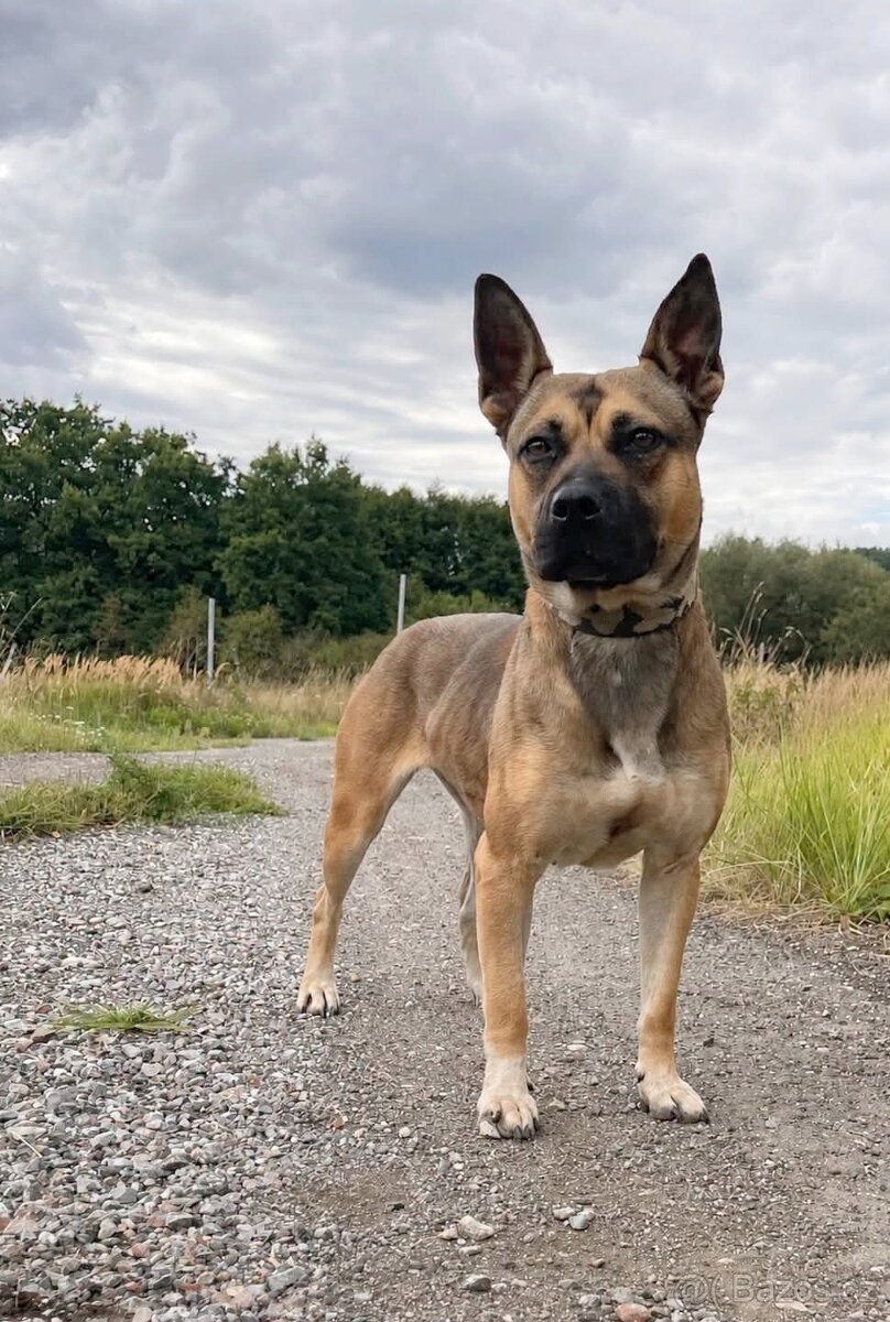 SINDY - kastrovaná fenečka 2 roky - 2