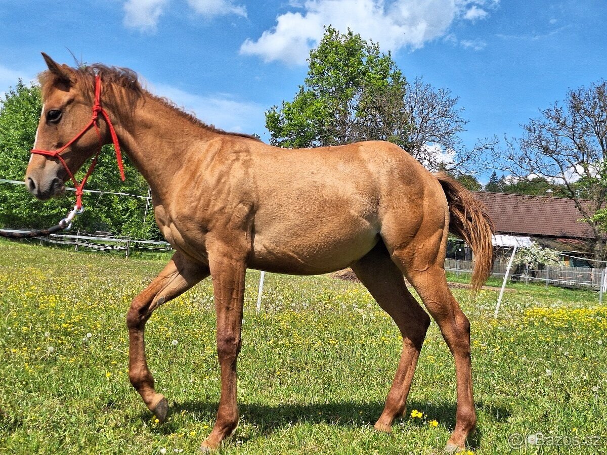 Roční klisna, kobylka AQH, QH, USA papíry - 2