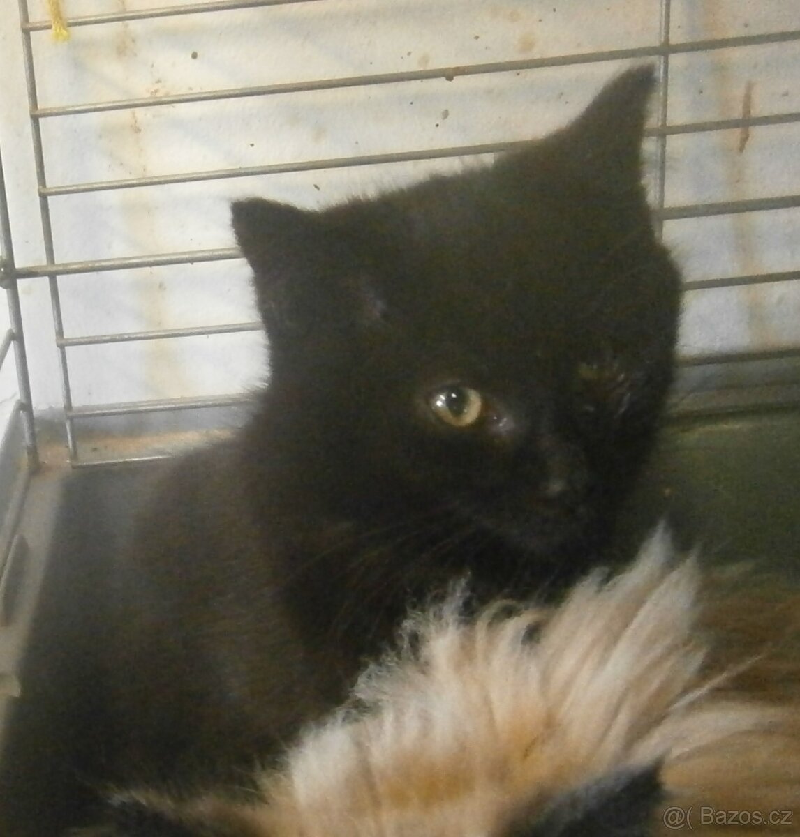 Černý hodný medvídek 3měsíční Míša - 2