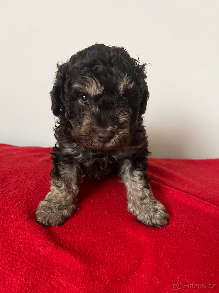 Pudl hnědý trpasličí - 2