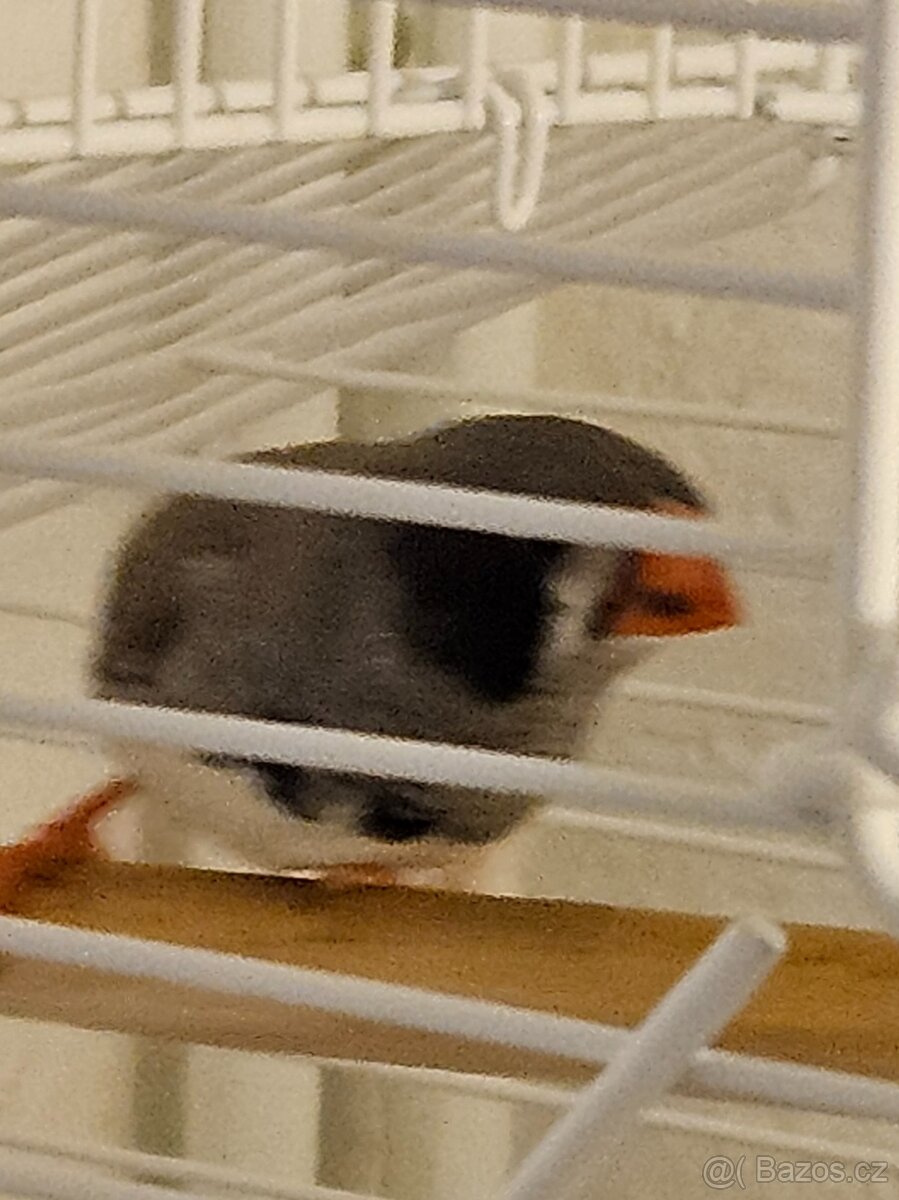 Mladé zebřičky - 2