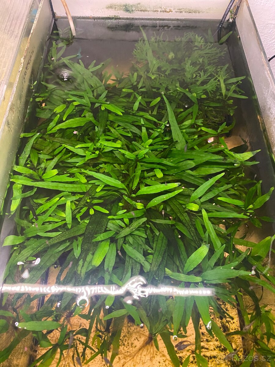 Akvarijní rostliny - 2