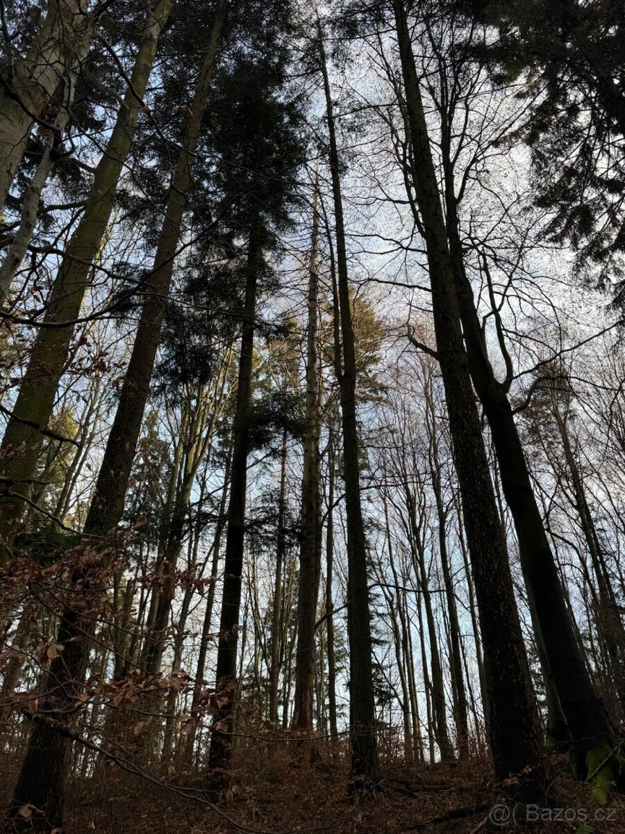 Prodej lesních pozemků k.ú. Halenkov - 2