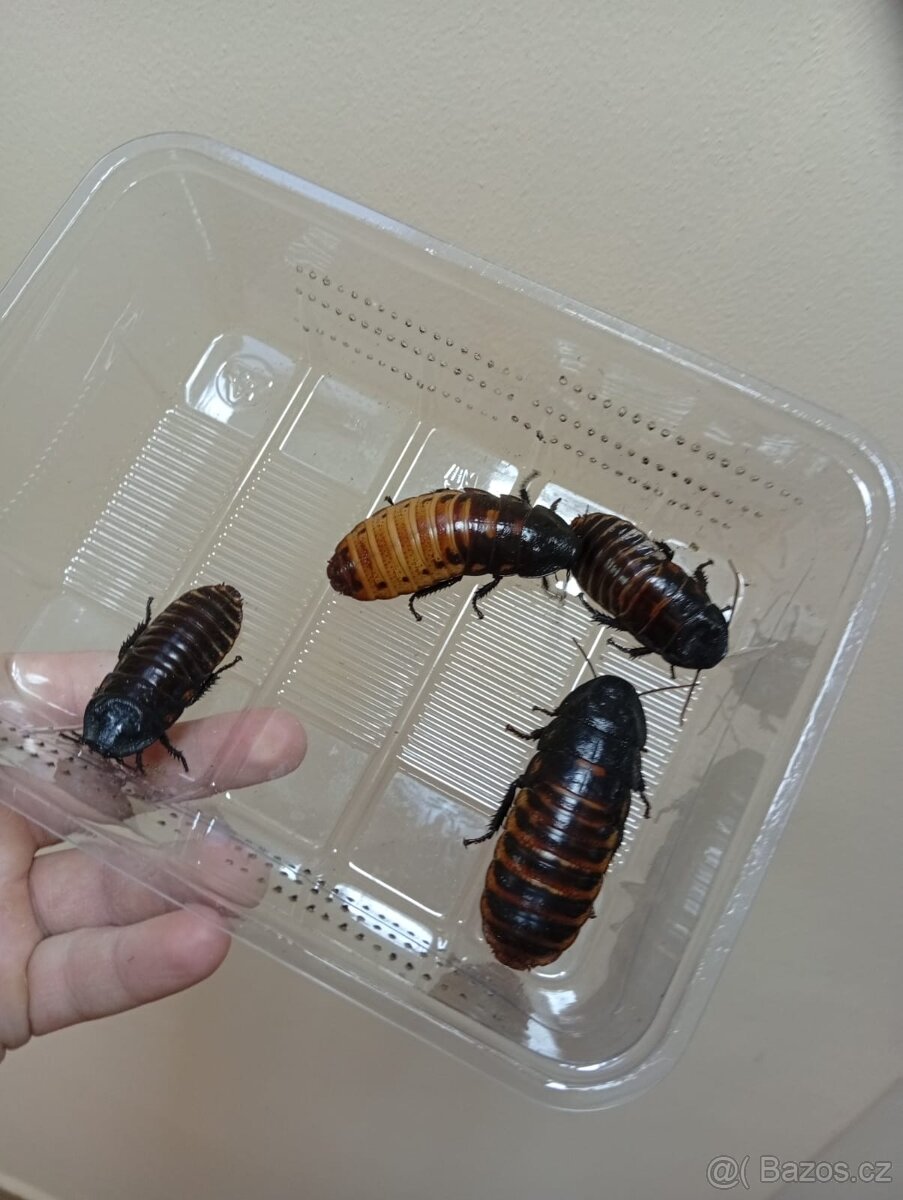 prodám přebytky Šváb madagaskarský - 2