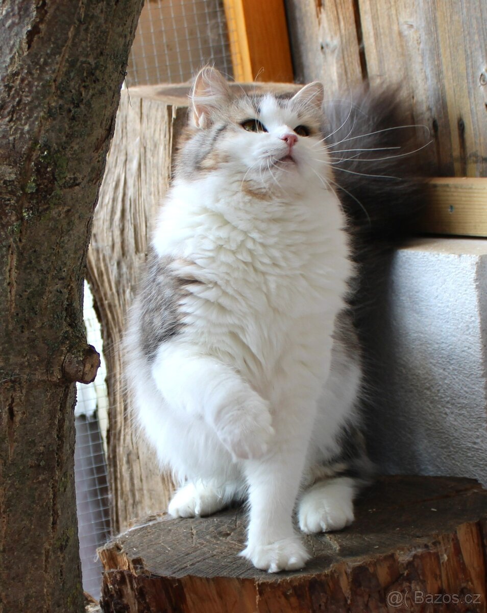Sibiřská kočka - 2