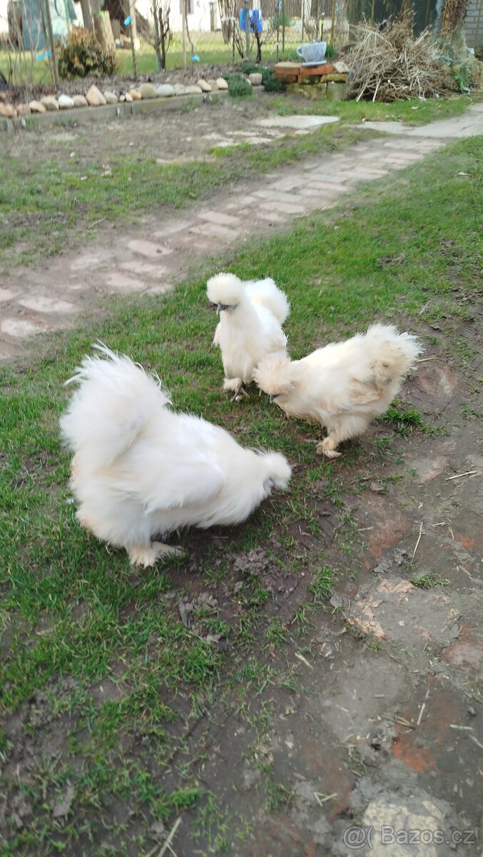 Kmen hedvábničky - 2