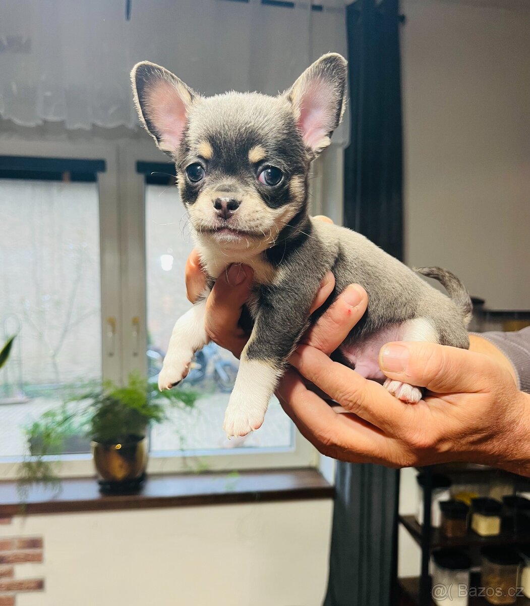 ČIVAVA KRÁTKOSRSTÁ - 2