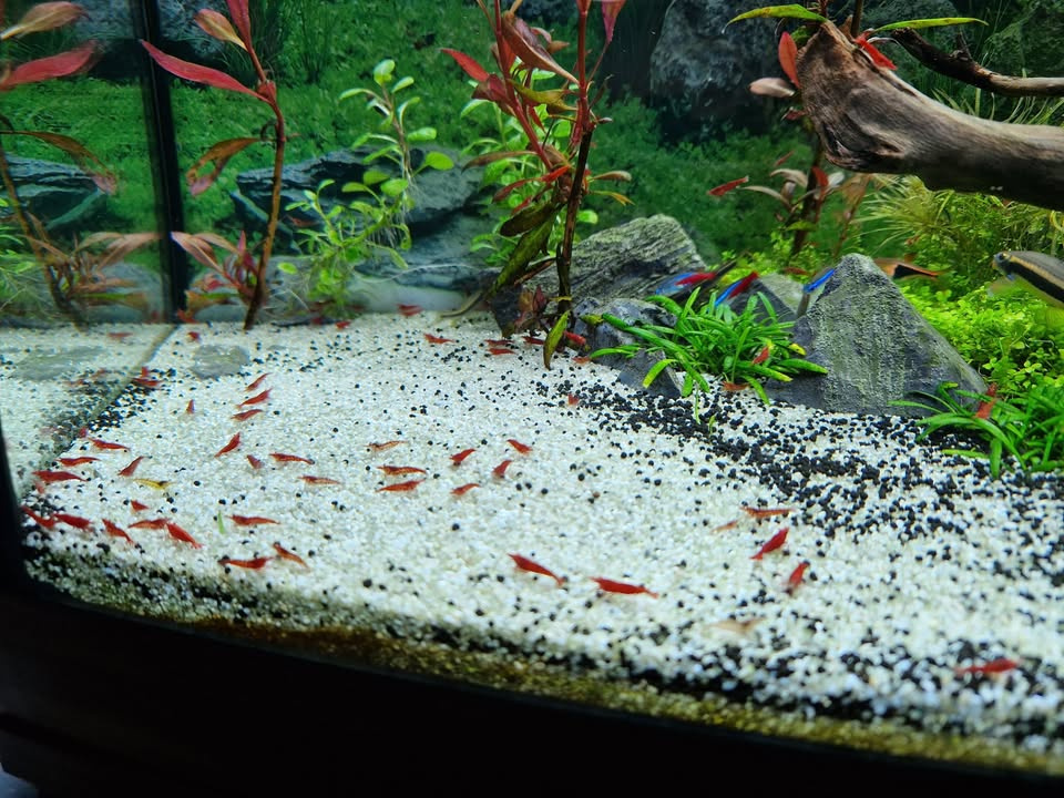 Prodám krevetky Neocaridina Red Cherry - 2
