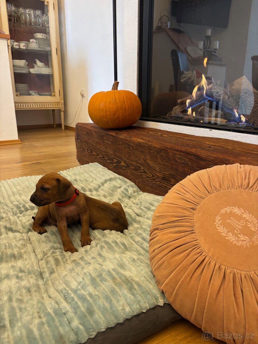 Rhodéský ridgeback s PP - 2