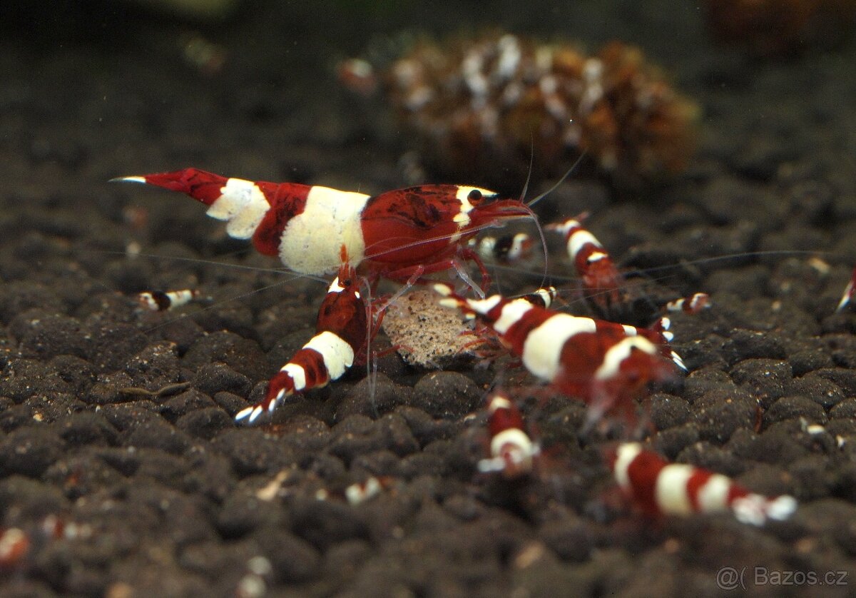 Krevetky Caridina Red Wine - 2