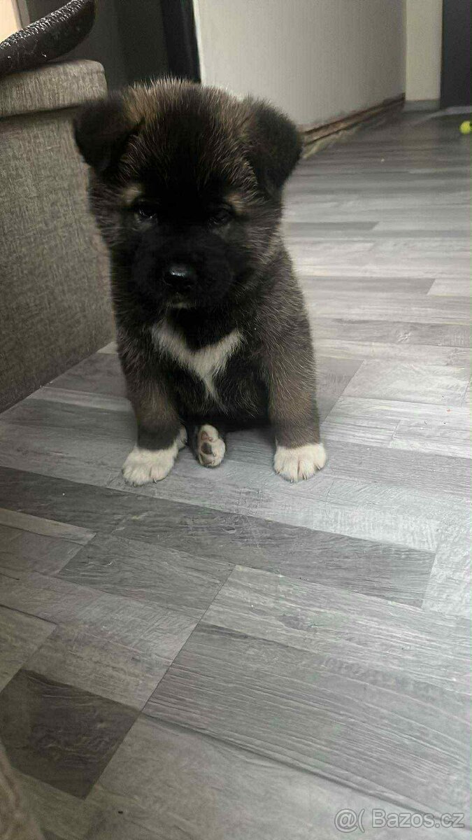 akita inu japobskeho typu - 2