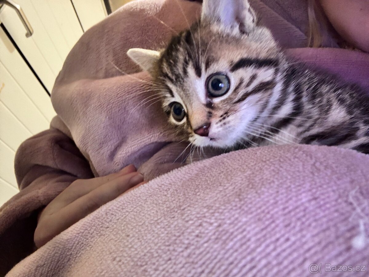 Kotě - kočička zdarma - 2