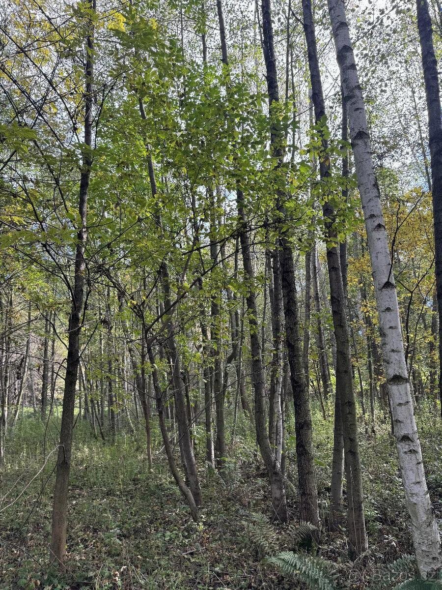 Prodám pozemky v k.ú. Záblatí u Bohumína 3 parcely - 2