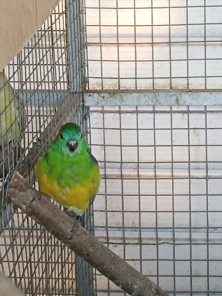 Papoušek zpěvavý - 2