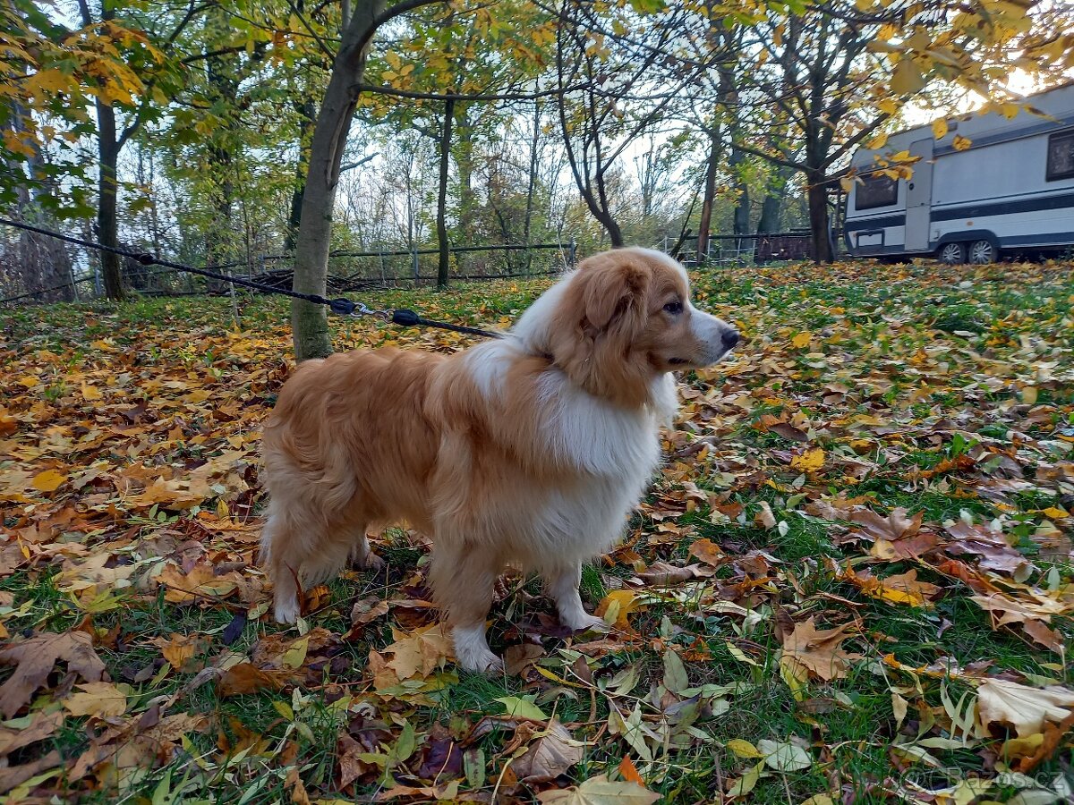 Border kolie - krytí pro feny s pp - 2