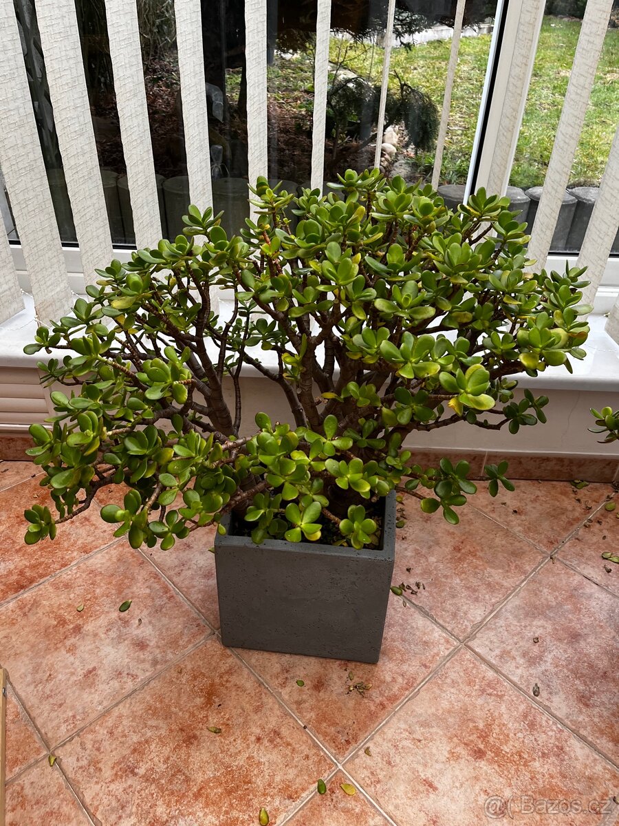 Tlustice cca 15let stará - 2