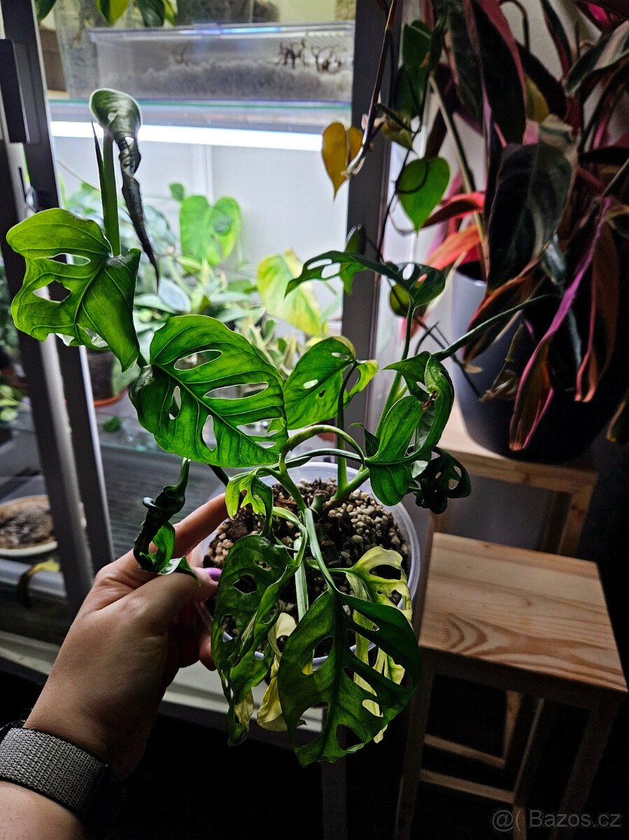 Monstera adansonii "japanese tricolor" - 2