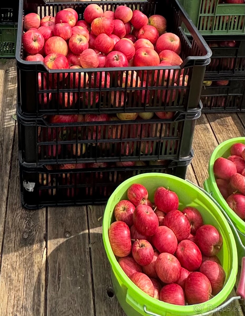 Prodej Bio jablek - 2