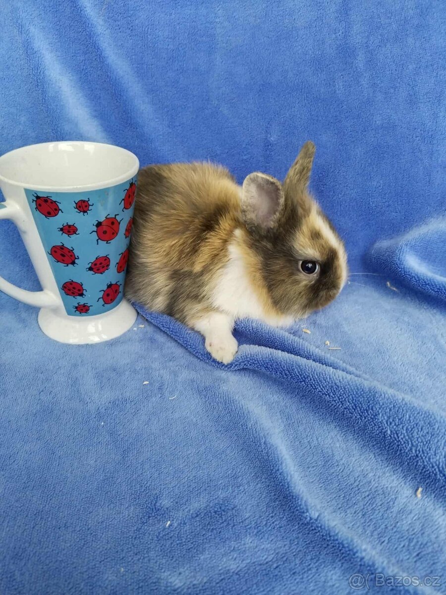 Vymazlení zakrslí králíčci - teddy, minilop, beranek - 2