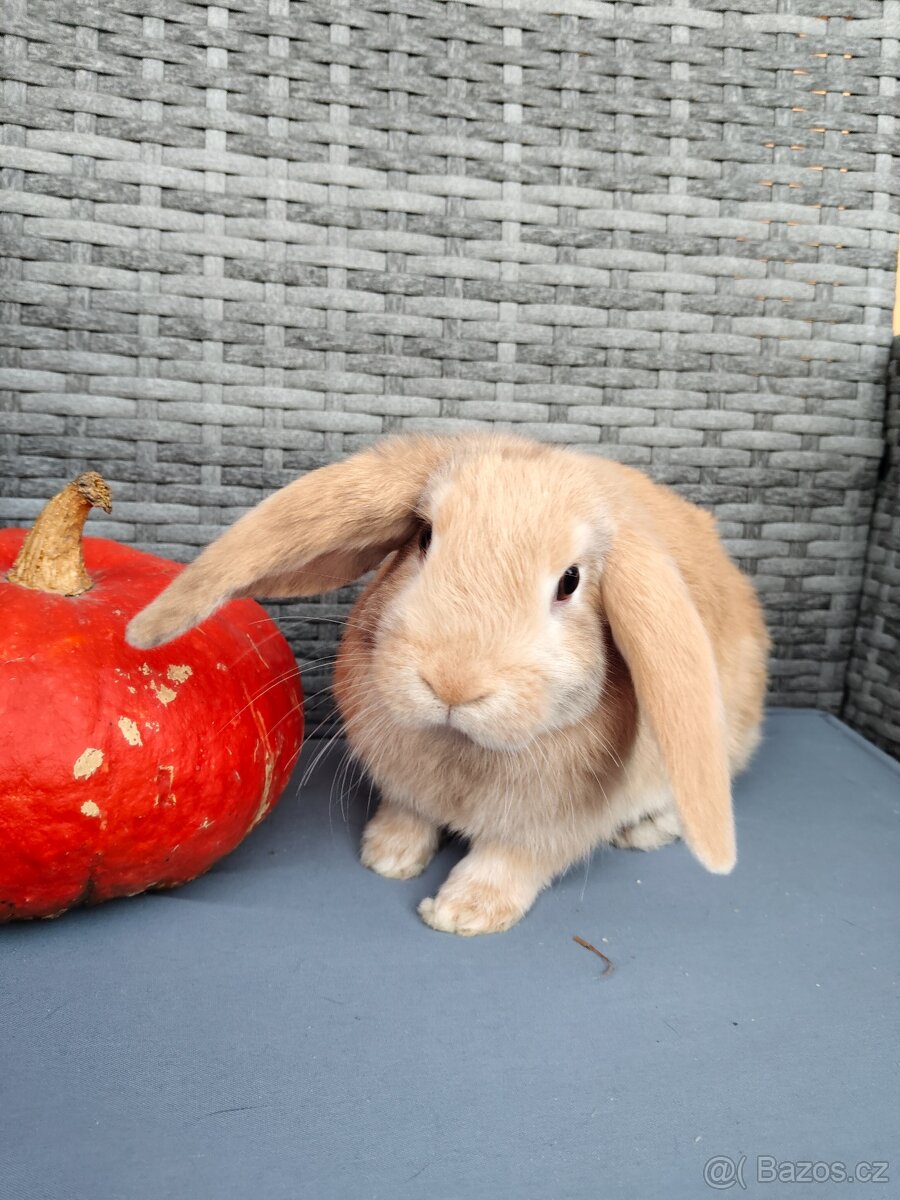 Zakrslý králík, králíček, beránek samec Rybízek - 2