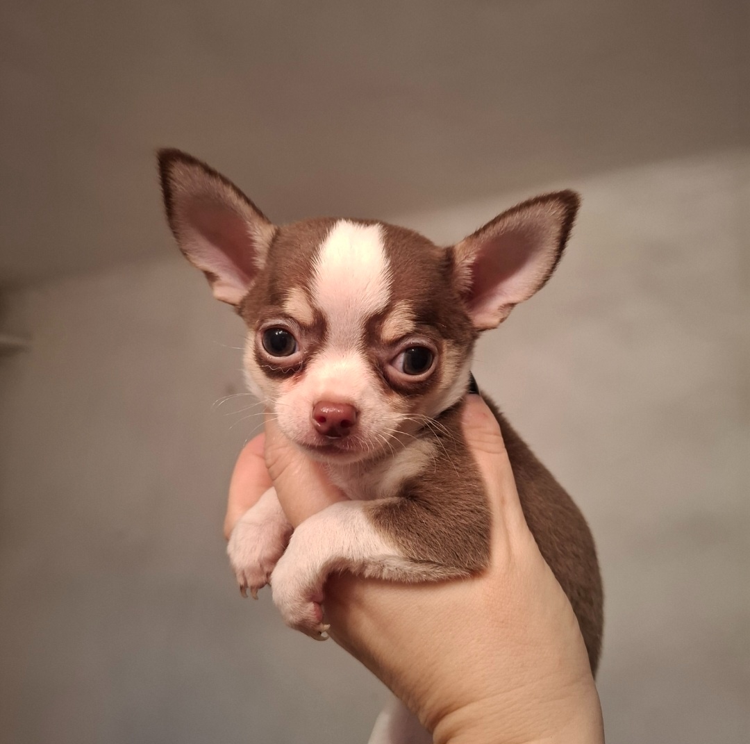 čivava čokoládové šteniatka - 2