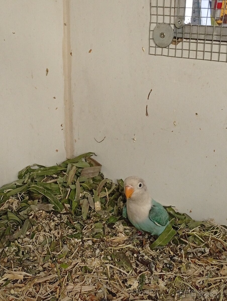 Agapornis Fischer - 2