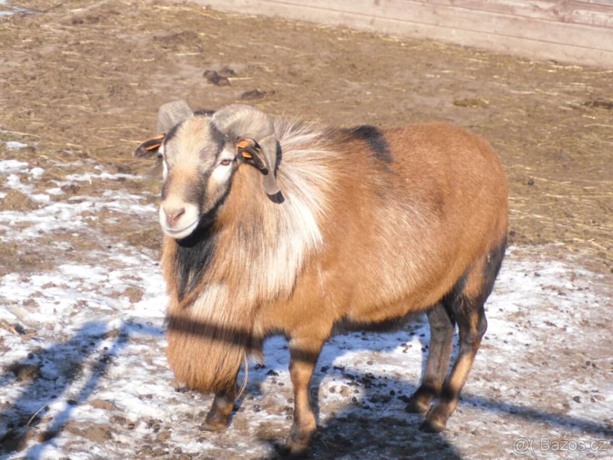 Ovce Kamerunská - 2